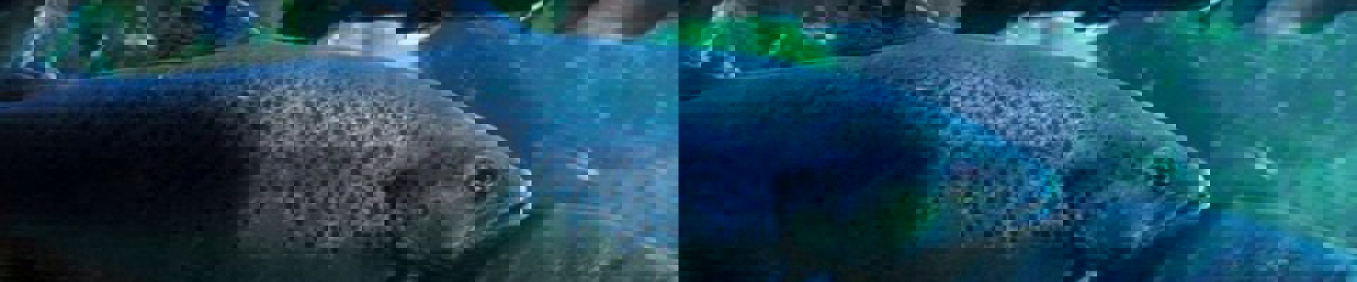 Insatech Atlantium Technologies Aquaculture